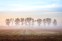 Misty Morning Trees