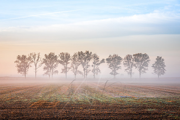 Misty Morning Trees