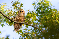 Barred Owl