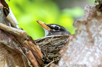 American Robin on Nest
