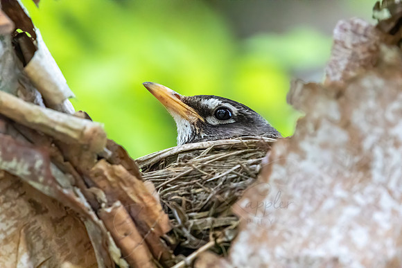American Robin on Nest